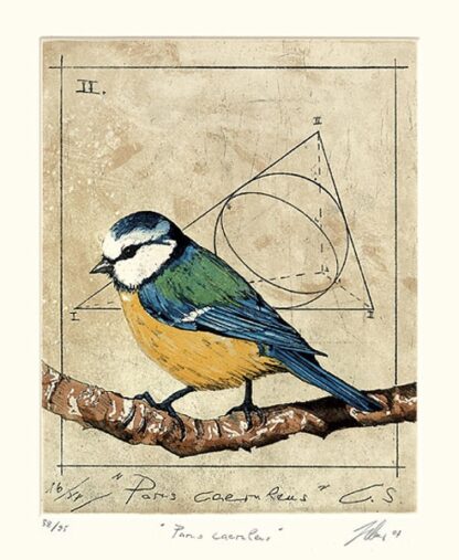 Wolfgang Zelmer | Blaumeise