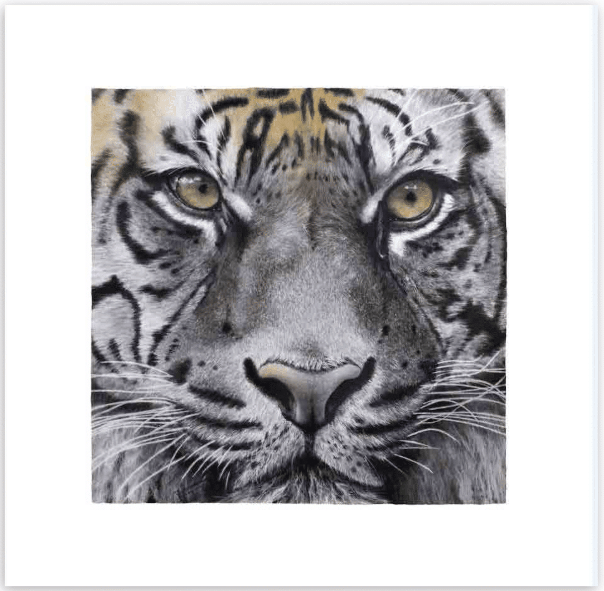 Dan Pyle | Eyes of the Tiger
